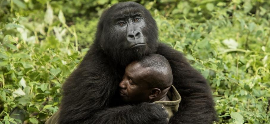 Infos congo - Actualités Congo - mediacongo